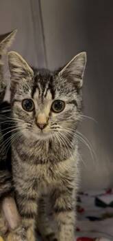 Domestic Medium Hair Cats Available for Adoption in Fort Walton Beach, Florida - MISSY MOO | PetCurious