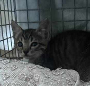 Maisie -  Domestic Short Hair Cat for Adoption in Honolulu, Hawaii - Maisie | PetCurious