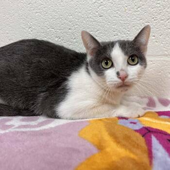 Domestic Short Hair Cats Available for Adoption in Harrisonburg, Virginia - Marana | PetCurious