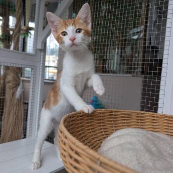 Fanta (Male Kitten) -  Domestic Short Hair Cat for Adoption in Los Altos, California - Fanta (Male Kitten) | PetCurious