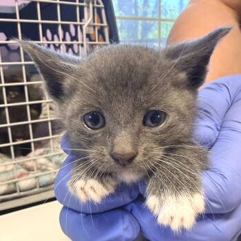 Tippi -  Domestic Short Hair Cat for Adoption in Redwood Valley, California - Tippi | PetCurious