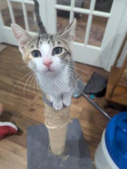Jelly Bean -  Domestic Short Hair Cat for Adoption in Rowlett, Texas - Jelly Bean | PetCurious