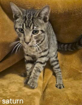 Rescue Domestic Short Hair Cats for Adoption in Oviedo, Florida - Saturn | PetCurious