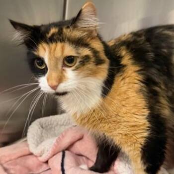 Annabelle -  Domestic Medium Hair Cat Available for Adoption in Cumming, Georgia - Annabelle | PetCurious
