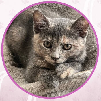 Rescue Domestic Short Hair Cats for Adoption in Toms River, New Jersey - Explorer | PetCurious