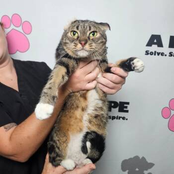 Fred -  American Shorthair and Domestic Short Hair Cat for Adoption in Milton, Florida - Fred | PetCurious