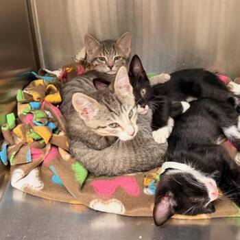 FRIDA -  Domestic Short Hair Cat for Adoption in Tustin, California - FRIDA | PetCurious