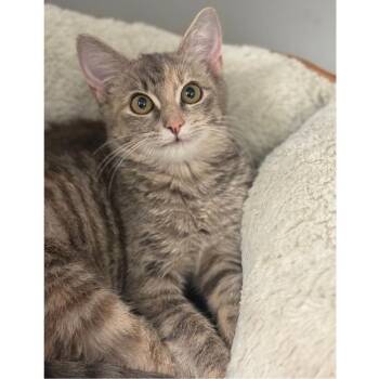 Oracle -  Domestic Short Hair Cat for Adoption in Ridgely, Maryland - Oracle | PetCurious