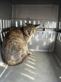 Rescue Domestic Short Hair Cats for Adoption in Mobile, Alabama - Chorus | PetCurious