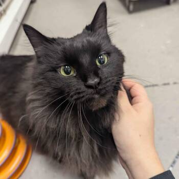 Domestic Long Hair Cats Available for Adoption - Mocha | PetCurious