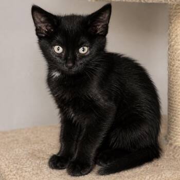 Amarelli -  Domestic Short Hair Cat for Adoption in Mocksville, North Carolina - Amarelli | PetCurious