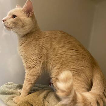 72503 -  Domestic Short Hair Cat for Adoption in Harrisonburg, Virginia - 72503 | PetCurious