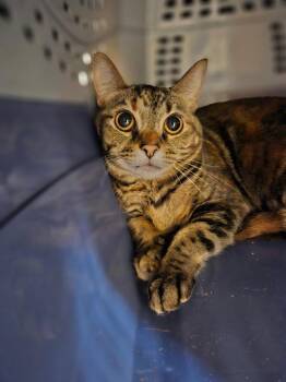 Raya -  Domestic Short Hair Cat for Adoption in Fort Collins, Colorado - Raya | PetCurious