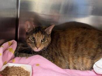 Indie -  Domestic Short Hair Cat for Adoption in Portland, Oregon - Indie | PetCurious