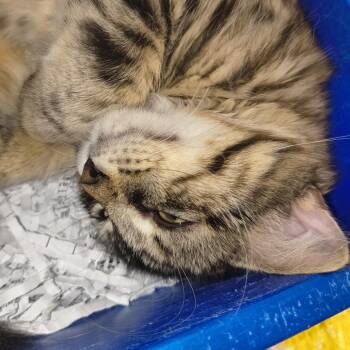 Butterball (26-10978) -  Domestic Medium Hair Cat for Adoption in Fort Smith, Arkansas - Butterball (26-10978) | PetCurious