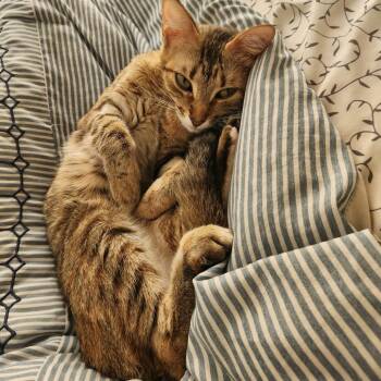 Domestic Short Hair Cats Available for Adoption - Penny | PetCurious