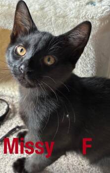 Missy -  Domestic Short Hair Cat for Adoption in Darien, Georgia - Missy | PetCurious
