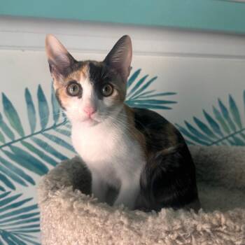 Sadie Mae -  Domestic Short Hair Cat for Adoption in Lakewood, California - Sadie Mae | PetCurious