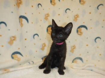 LUNA -  Domestic Short Hair Cat for Adoption in San Jose, California - LUNA | PetCurious