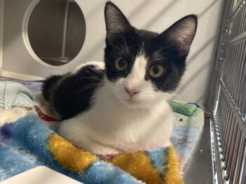 Domestic Short Hair Cats Available for Adoption in Tustin, California - LILLIAN | PetCurious