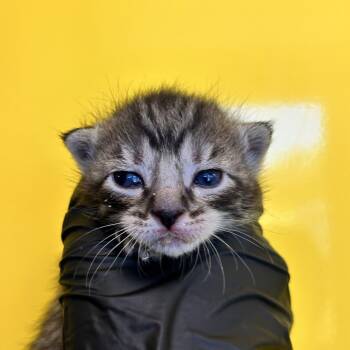 Domestic Short Hair Cats Available for Adoption in Abilene, Texas - Rudder | PetCurious