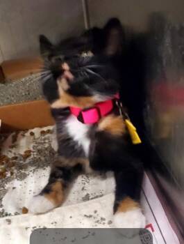 JALAPENO -  Domestic Short Hair Cat for Adoption in St. Louis, Missouri - JALAPENO | PetCurious