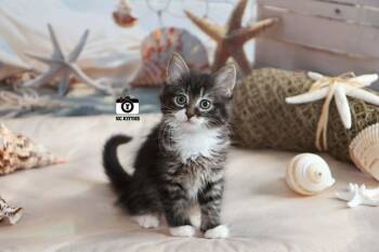 Aztec -  Domestic Long Hair Cat Available for Adoption in Overland Park, Kansas - Aztec | PetCurious