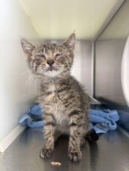 Skittles -  Domestic Short Hair Cat for Adoption in Westland, Michigan - Skittles | PetCurious