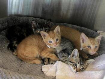 Rescue Domestic Short Hair Cats for Adoption in Tustin, California - BEX | PetCurious