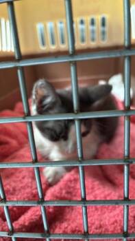BELLEZZA -  Domestic Short Hair Cat for Adoption in Mobile, Alabama - BELLEZZA | PetCurious