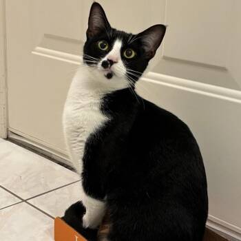 Rescue Domestic Short Hair Cats for Adoption in Warr Acres, Oklahoma - Lucy | PetCurious