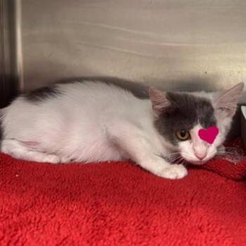MISTY -  Domestic Short Hair Cat for Adoption in San Antonio, Texas - MISTY | PetCurious
