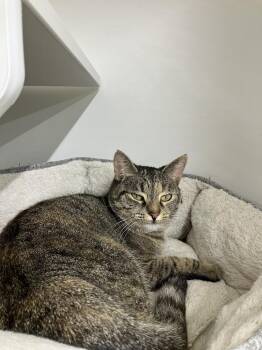 Emma fka Rafaella - ET -  Domestic Short Hair Cat for Adoption in Greenville, South Carolina - Emma Fka Rafaella - ET | PetCurious