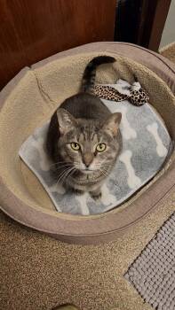 Rescue Domestic Short Hair Cats for Adoption in Sterling Heights, Michigan - Lemonade | PetCurious
