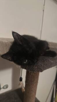 Howie -  Domestic Medium Hair Cat for Adoption in Oklahoma City, Oklahoma - Howie | PetCurious