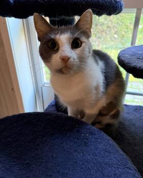 Rescue Domestic Short Hair Cats for Adoption in Ona, West Virginia - Tsunade | PetCurious