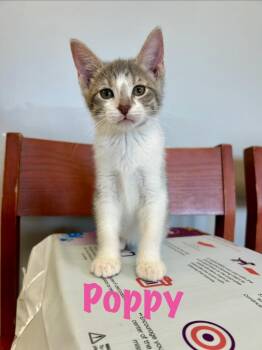 Poppy -  Domestic Short Hair Cat for Adoption in West Union, Ohio - Poppy | PetCurious