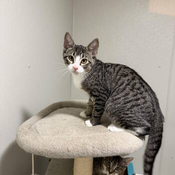 Toucan -  American Shorthair Cat for Adoption in Highland Park, New Jersey - Toucan | PetCurious