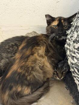 Spooky -  Domestic Medium Hair Cat for Adoption in Ontario, California - Spooky | PetCurious