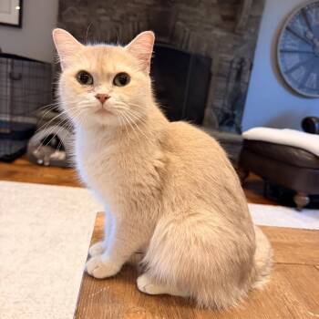 Jojo -  Persian and Exotic Shorthair Cat for Adoption in Thornwood, New York - Jojo | PetCurious