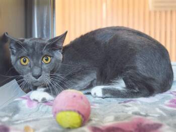 Rescue Domestic Short Hair Cats for Adoption in Sacramento, California - DARBY | PetCurious