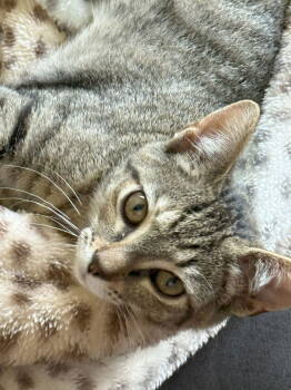 Rescue Tabby and Domestic Short Hair Cats for Adoption in Attalla, Alabama - Zena | PetCurious
