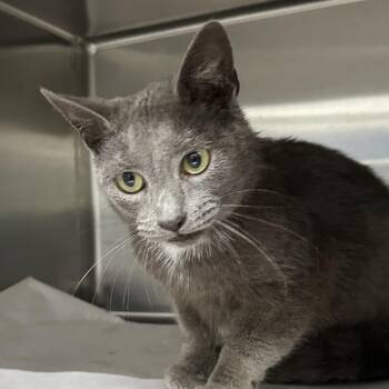Domestic Short Hair Cats Available for Adoption in Corbin, Kentucky - Stormette | PetCurious