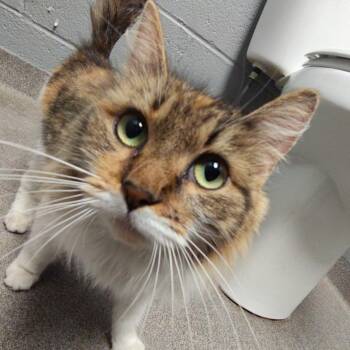 Bouffie -  Domestic Long Hair Cat for Adoption in Allentown, Pennsylvania - Bouffie | PetCurious