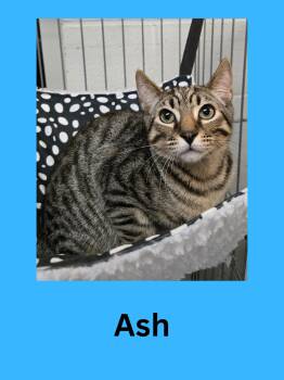 Rescue Domestic Short Hair Cats for Adoption in Ravenna, Ohio - Ash | PetCurious