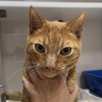 Oliver -  Domestic Short Hair Cat for Adoption in Kanab, Utah - Oliver | PetCurious