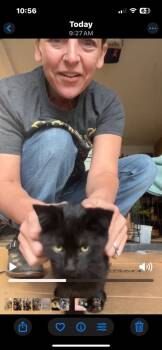 Rescue Domestic Short Hair Cats for Adoption in Mustang, Oklahoma - Gwen | PetCurious