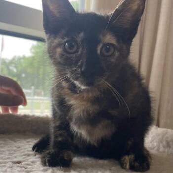 Delilah -  Domestic Medium Hair Cat for Adoption in Kansas City, Missouri - Delilah | PetCurious