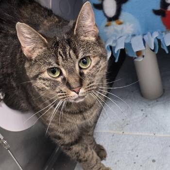 Domestic Short Hair Cats Available for Adoption - Natasha Romanoff | PetCurious