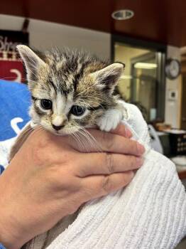 Rescue Domestic Short Hair Cats for Adoption in Mason City, Iowa - Goosebump | PetCurious